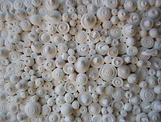 sisun4.jpg (36040 bytes)